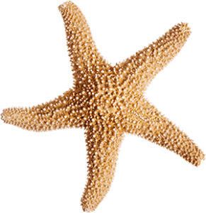 Tourisme pays bigouden - étoile de mer