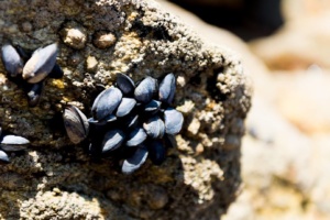 pêcher à pied dans le Finistère